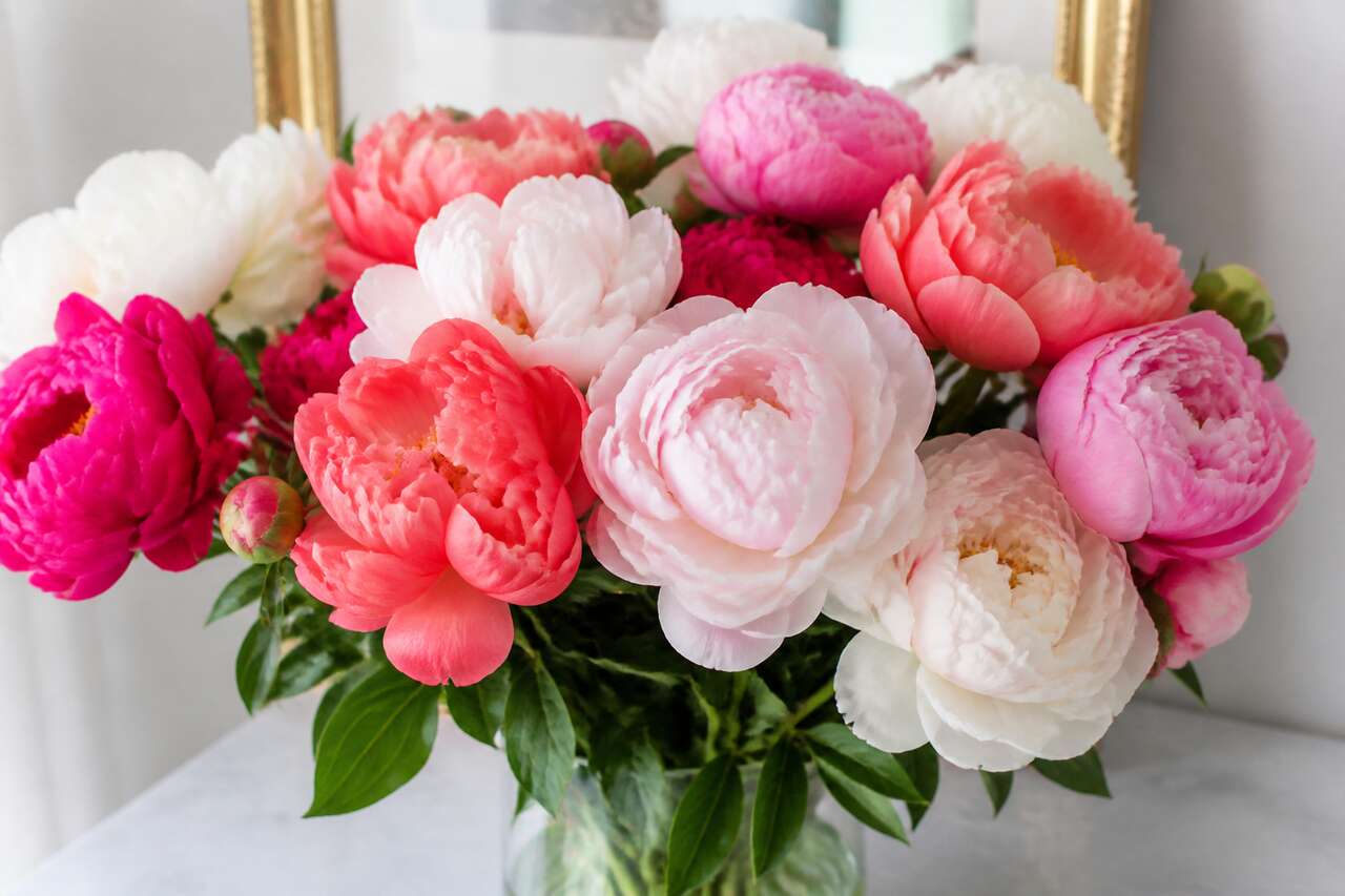 Cueillir les pivoines au bon moment Cueillir les pivoines au bon moment
