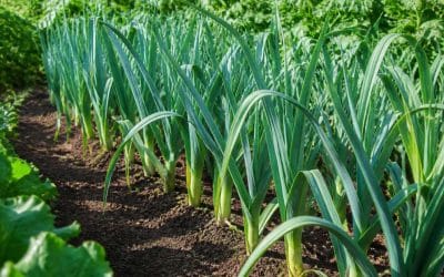 Comment planter et entretenir les poireaux pour un jardin réussi ?