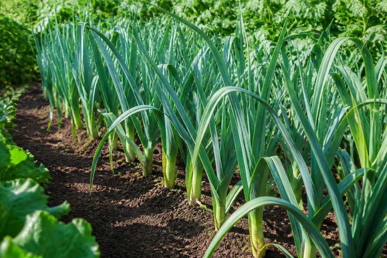 Comment planter et entretenir les poireaux pour un jardin réussi ?