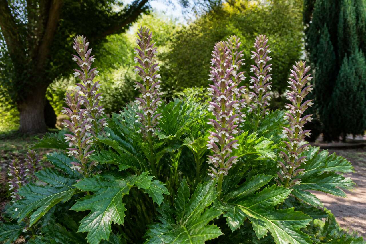 Floraison de l'acanthe : conseils pratiques