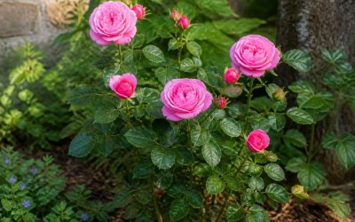 Comment éloigner les fourmis des rosiers ?