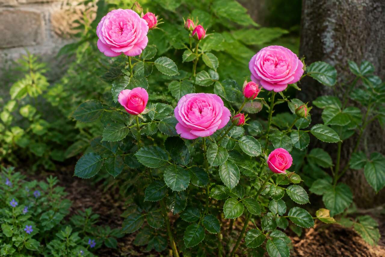 Comment éloigner les fourmis des rosiers ?