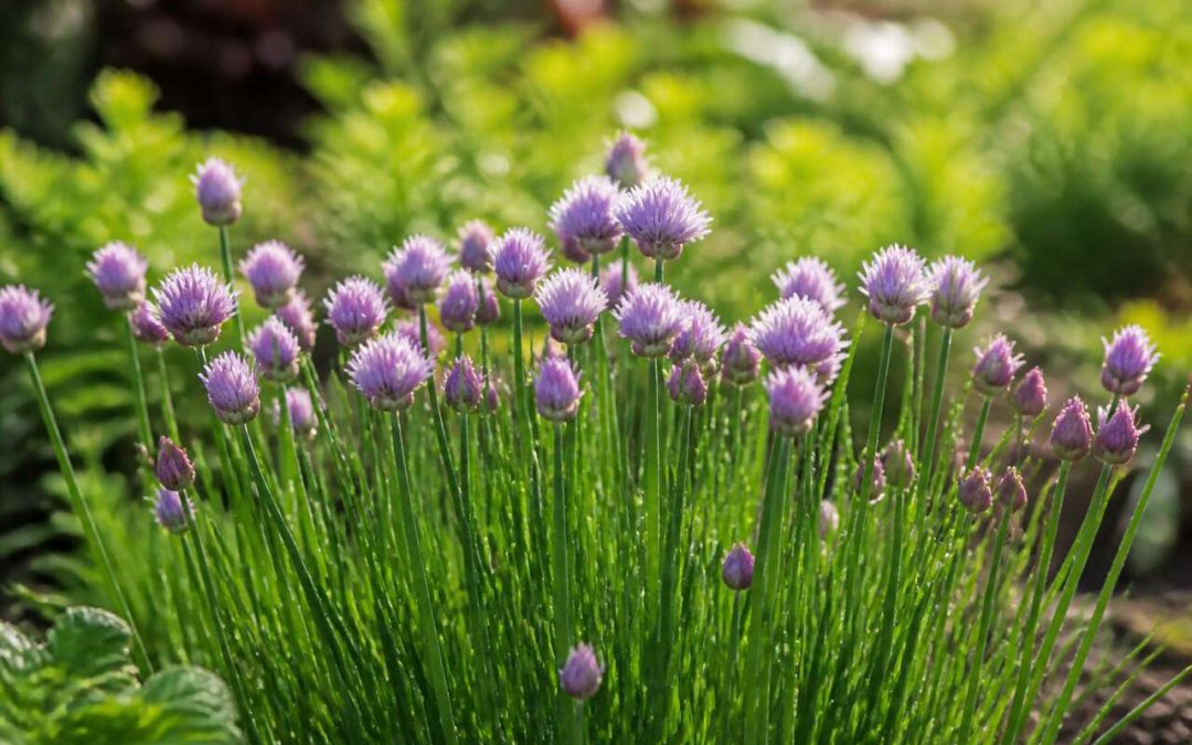 Ciboulette : entretien, culture et taille dans votre jardin