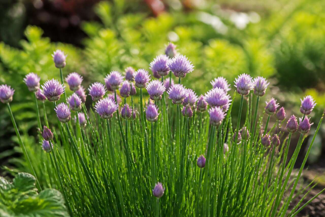 Ciboulette : entretien, culture et taille dans votre jardin
