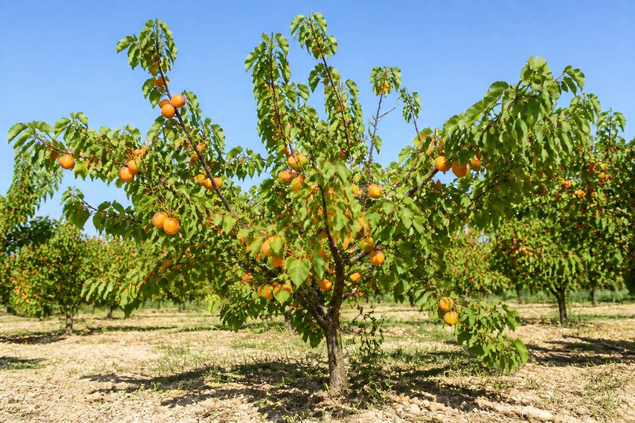 Planter un abricotier: distance, p&eacute;riode et gestes cl&eacute;s