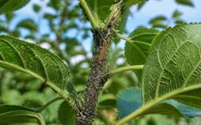 Comment éliminer les pucerons sur les fruitiers ?