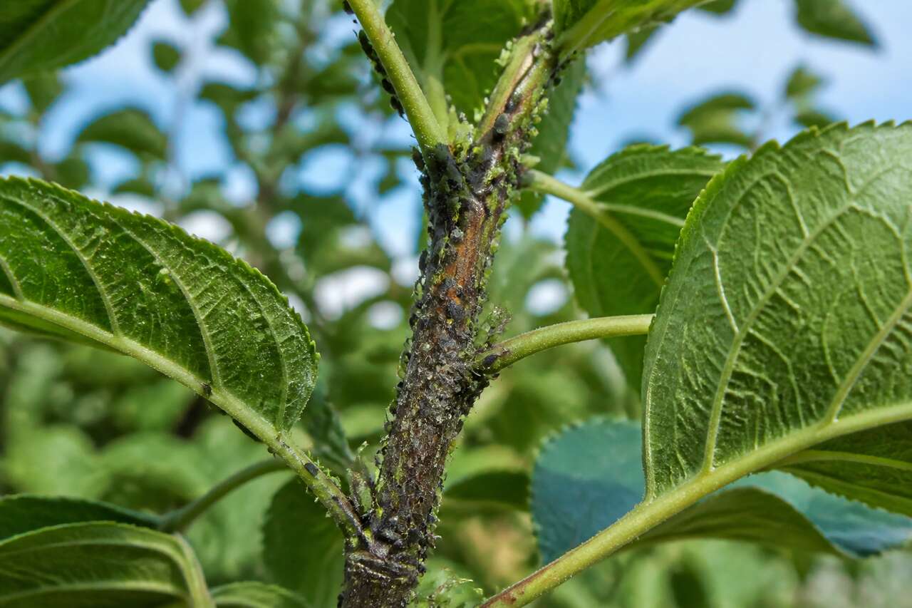 Comment éliminer les pucerons sur les fruitiers ?