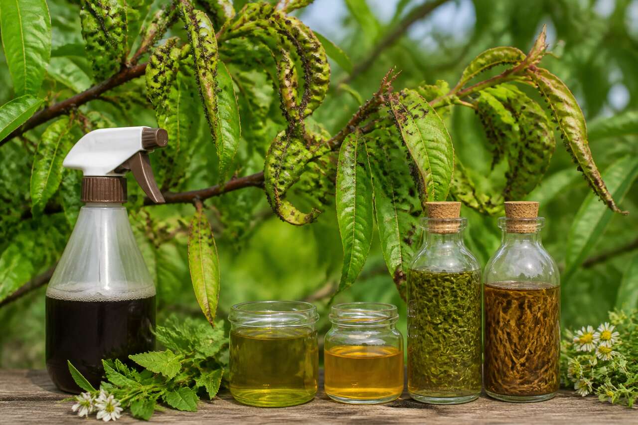 Recettes et traitements naturels efficaces: savon noir, huiles, mac&eacute;rations