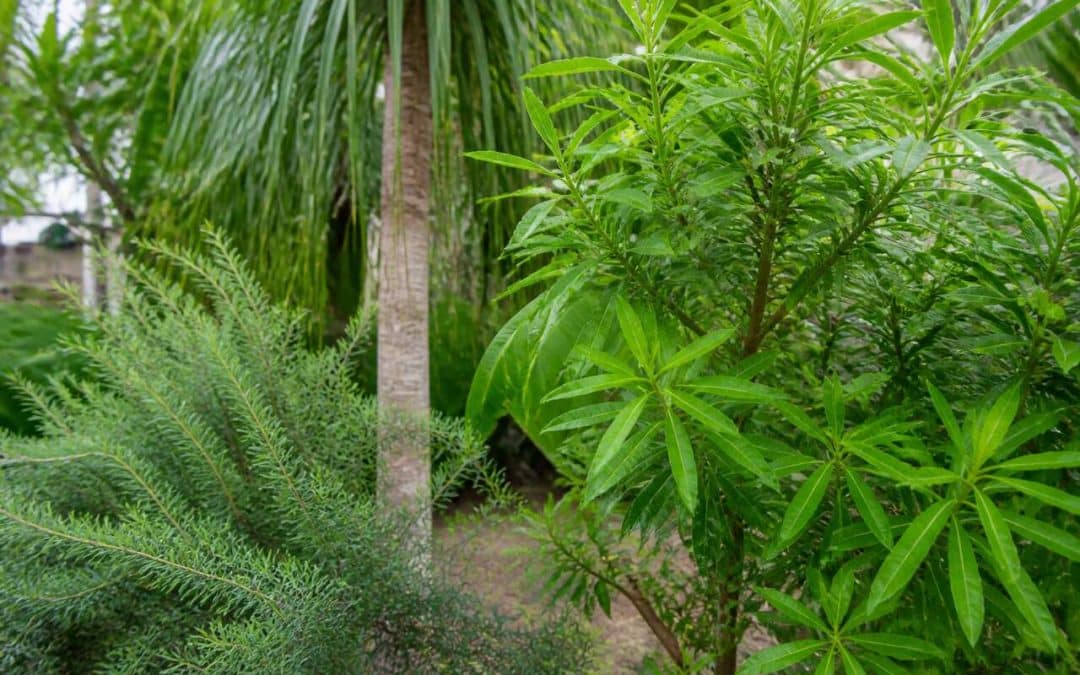 Arbres anti-moustiques : lesquels choisir pour les éloigner ?