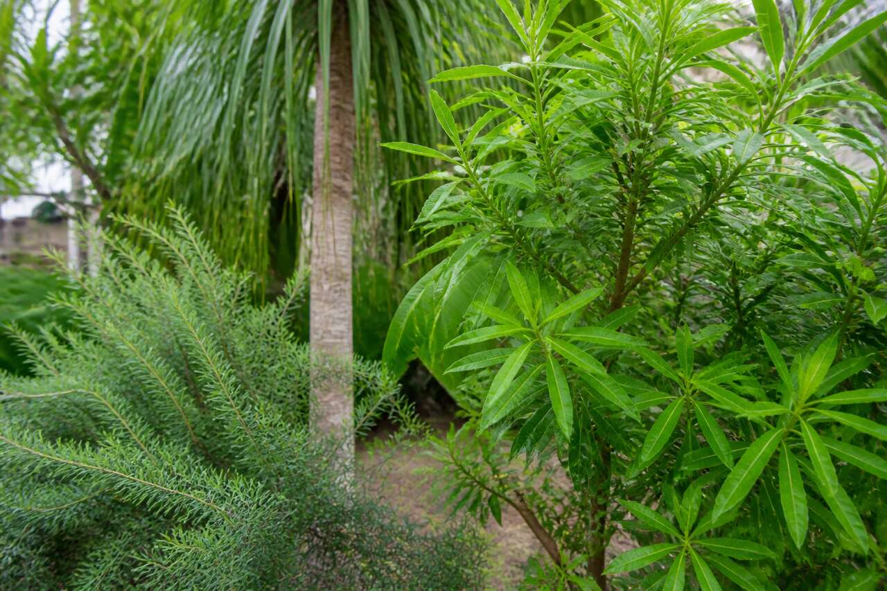 Arbres anti-moustiques : lesquels choisir pour les éloigner ?