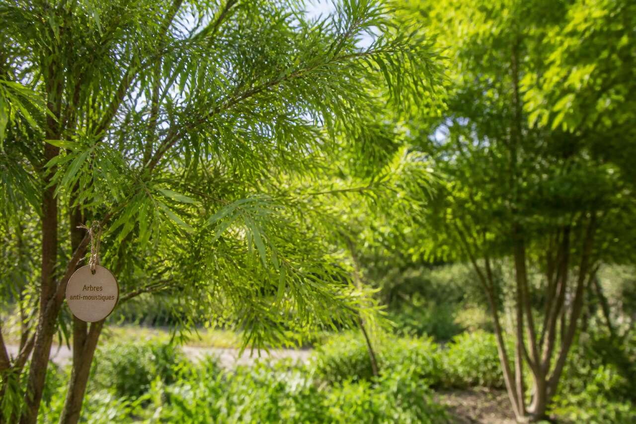 Arbres anti-moustiques : mythe, effet r&eacute;el et ce qu&rsquo;il faut attendre