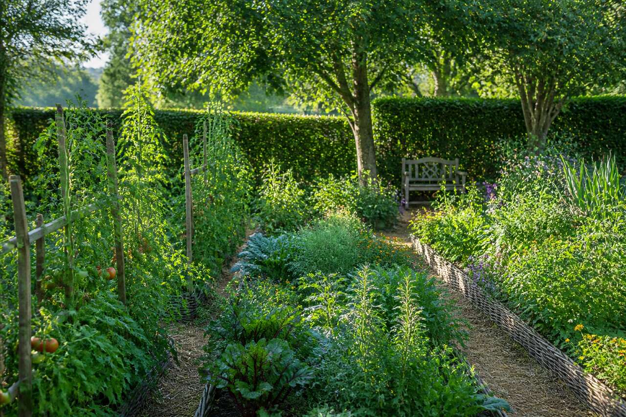 Créer de l’ombre naturellement: plantes hautes, haies, arbres et associations au potager Créer de l’ombre naturellement: plantes hautes, haies, arbres et associations au potager
