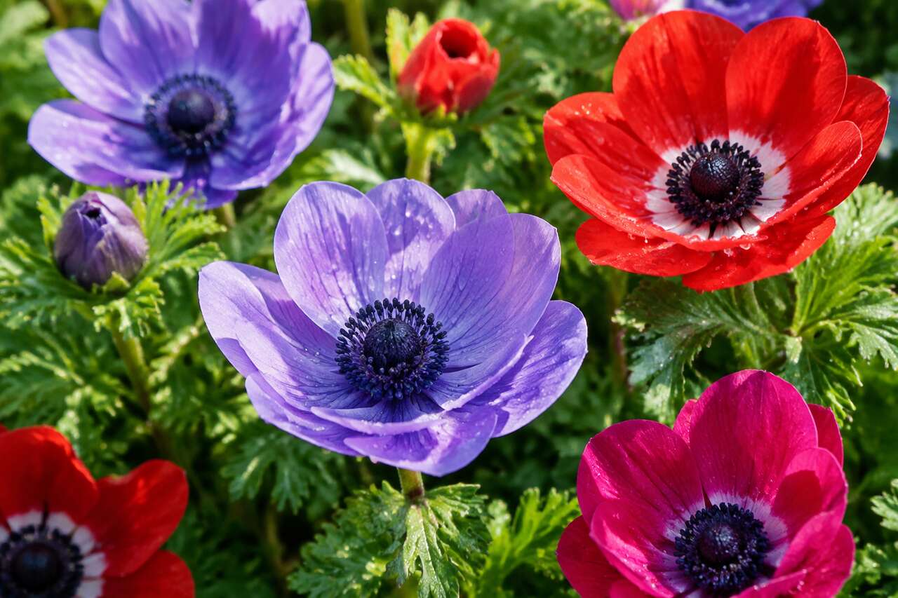 Planter les anémones : méthode pas à pas selon cormes ou vivaces Planter les anémones : méthode pas à pas selon cormes ou vivaces