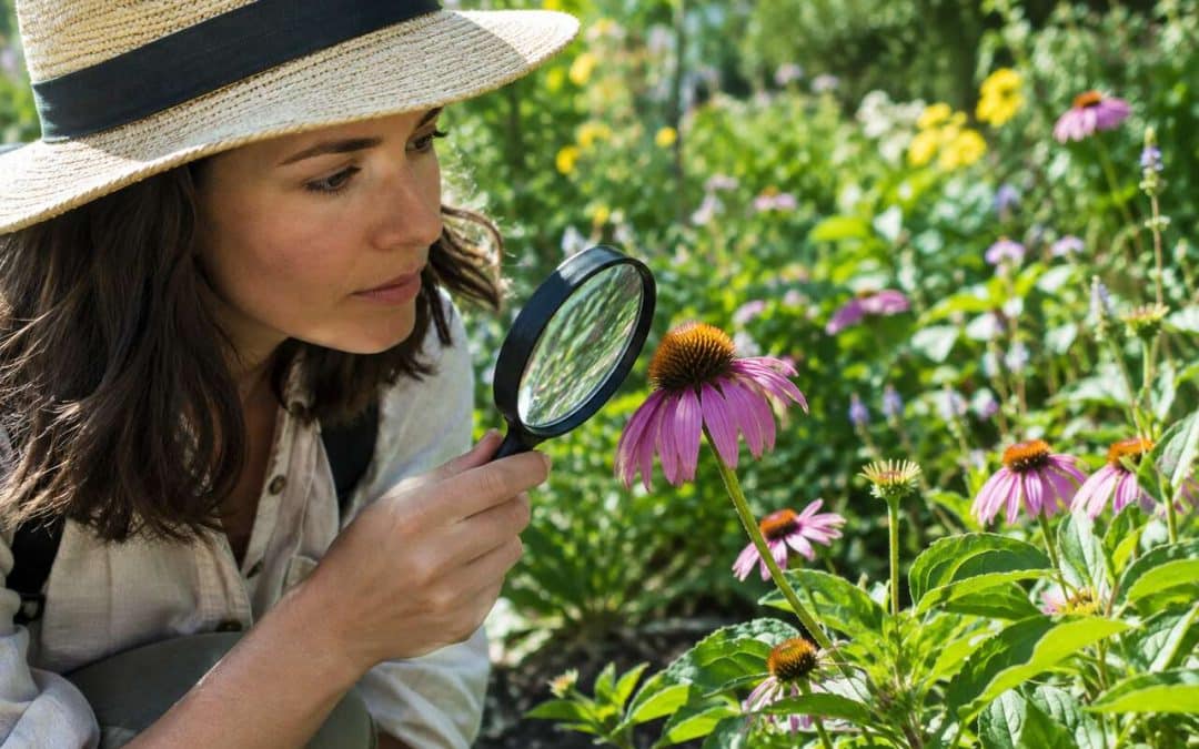 Comment identifier facilement des plantes et fleurs ?