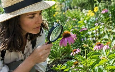 Comment identifier facilement des plantes et fleurs ?