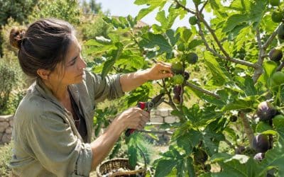 Entretien du figuier : conseils et astuces
