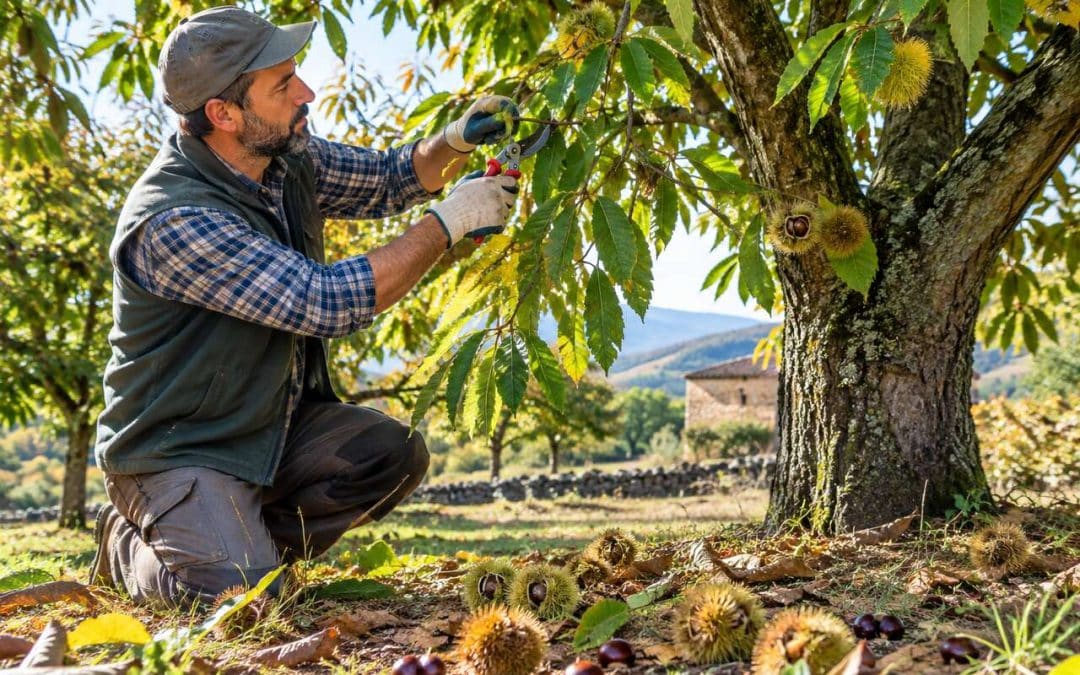Châtaignier : guide de Taille et Récolte